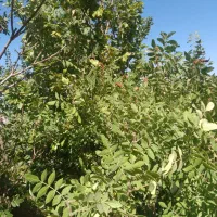 سماق تویسرکان|خوردنی و آشامیدنی|تهران, شمیراننو|دیوار