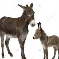 فروش شیر الاغ برای درمان عفونت ریه سرطان اسم