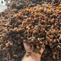 کشمکش آفتابی کاشمر