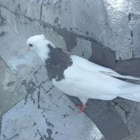 کبوتر طوقی|پرنده|دشت ذهاب, |دیوار