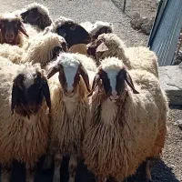 میش بره گوسفند شیشک داشتی
