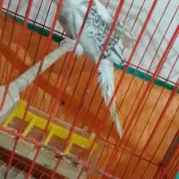 فروش عروس هلندی سفید|پرنده|آمل, |دیوار