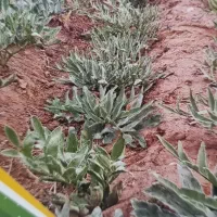 کاشت داشت وبرداشت آنغوزه