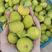 انجیر تازه چین