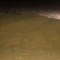 علوفه،کاه گلرنگ