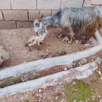 بز بیگ|حیوانات مزرعه|گتوند, |دیوار