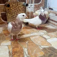 کفتر طوقی کاکلی هفت رنگ