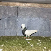 کبوتر طوقی کرمانشاهی نر|پرنده|صومعه‌سرا, |دیوار