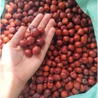 عناب بیرجندی