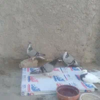 ماده بدرنگ وماده سیمونی
