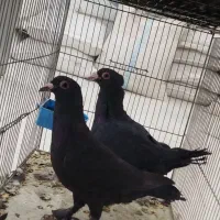جفت کلاغ بادوتا نرپریده