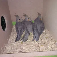 تضمینی عروس هلندی با سه تا