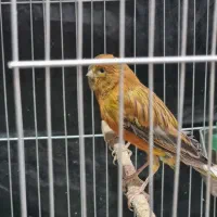 قناری سرخ نر مست ردبلک شلاقی و قفس خوان جفت،وسایل