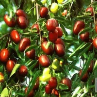 خرید نهال عناب ترکیه (اوکراینی) ازگیل. صتوبر