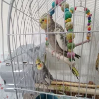 جفت عروس هلندی نروماده