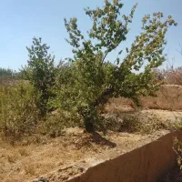 باغ-مکان-قلعه-سفید