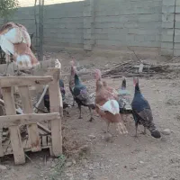 بوقلمون|حیوانات مزرعه|محمدیه-قزوین, |دیوار