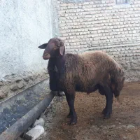 بره قوچ 15ماهه|حیوانات مزرعه|بندر گز, |دیوار