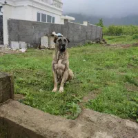 ماده سرابی فول