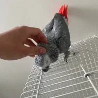 کاسکو نر بالغ ۷۰ کلام