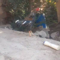 خروس و مرغ لاری|حیوانات مزرعه|طارم, |دیوار