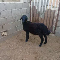 بره قوچ همو
