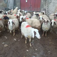 گوسفند سنجابی|حیوانات مزرعه|ماهیدشت, |دیوار