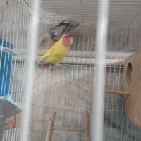 طوطی برزیلی و عروس هلندی|پرنده|تهران, گلاب دره|دیوار