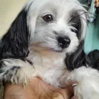 سگ شیتزو ماده