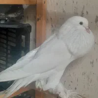 کبوتر زینتی ابومریم بادکنکی