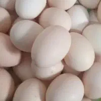 تخم مرغ محلی