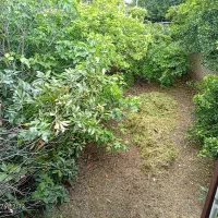 زمین باغی پسته