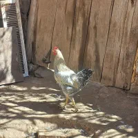 جوجه مرغ و خروس|حیوانات مزرعه|کاشان, فاز ۲ ناجی آباد|دیوار