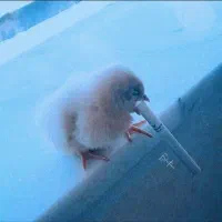 دستگاه جوجه کشی هما دی سی