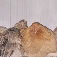 فروش تعدادی مرغ و خروس