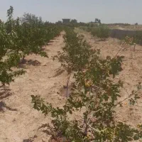 باغچه ۶هزارمتری باسند تک برگ|فروش زمین و ملک کلنگی|زرندیه, |دیوار