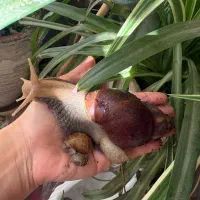 حلزون قیمت مناسب