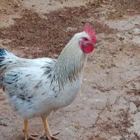 خروس جوان|حیوانات مزرعه|اردل, |دیوار