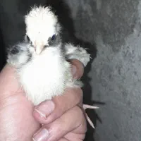 فروش جوجه گلین لری اصیل