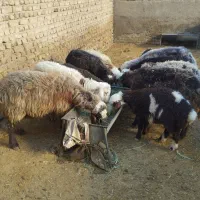 میش بره۶عدد(بره ها نر)|حیوانات مزرعه|بروجرد, |دیوار