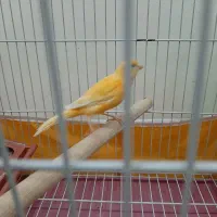 قناری ماده پرتقالی