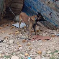 سگ مالینویز  2 قلاده سگ اصیل شجره دار