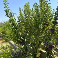زمین ۲۱۳ متری با امکانت عالی|فروش زمین و ملک کلنگی|تهران, شهرک ولیعصر جنوبی|دیوار