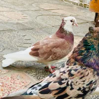 کفتر شازده زرد و هما ماده|پرنده|گرگان, |دیوار