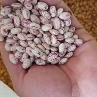 لوبیا چیتی وقرمز|خوردنی و آشامیدنی|قم, شهر قائم|دیوار