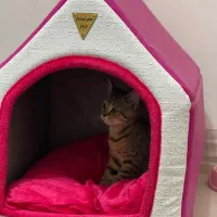 گربه برتیش 6 ماهه