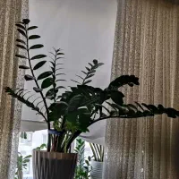 زامیفولیا زیبا