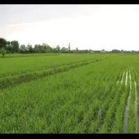 زمین-کشاورزی-روستای-کویشا