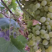 باغ-ویلایی