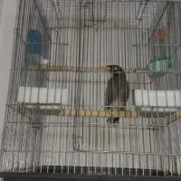 مرغ مینا فروشی